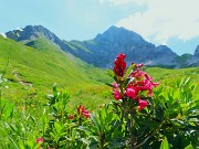 59 Rhododendron ferrugineum (Rododendro rosso) con Corna Piana
